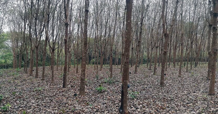 রাবার বাগান