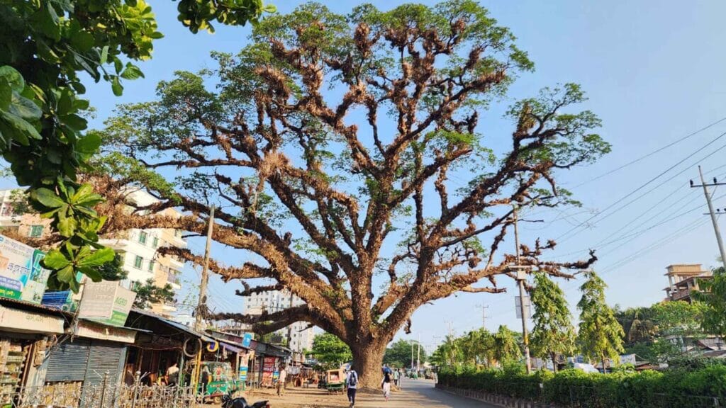 ফেনীর দাউদপুরে তিনশত বছরের পুরোনো বিরল গাছ